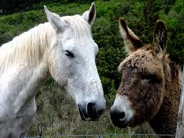horse and donkey